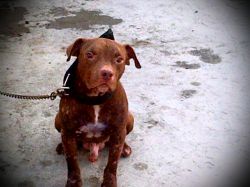 Photo of the dog