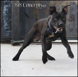 Photo of the dog
