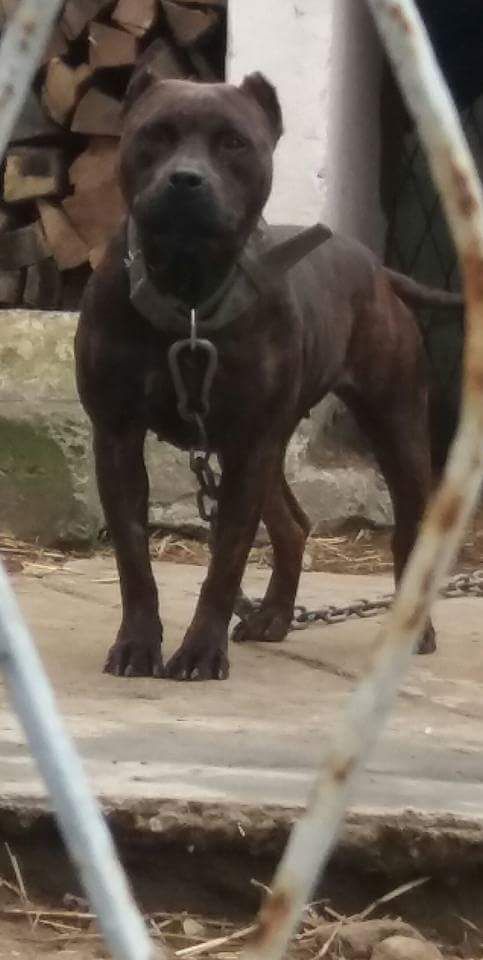 Photo of the dog