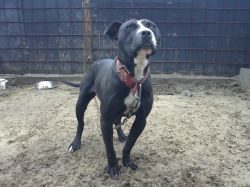 Photo of the dog