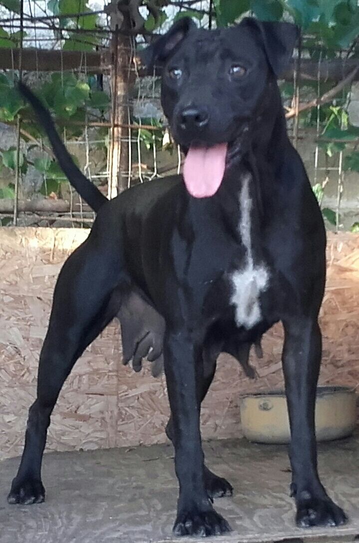 Photo of the dog
