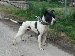 Photo of the dog