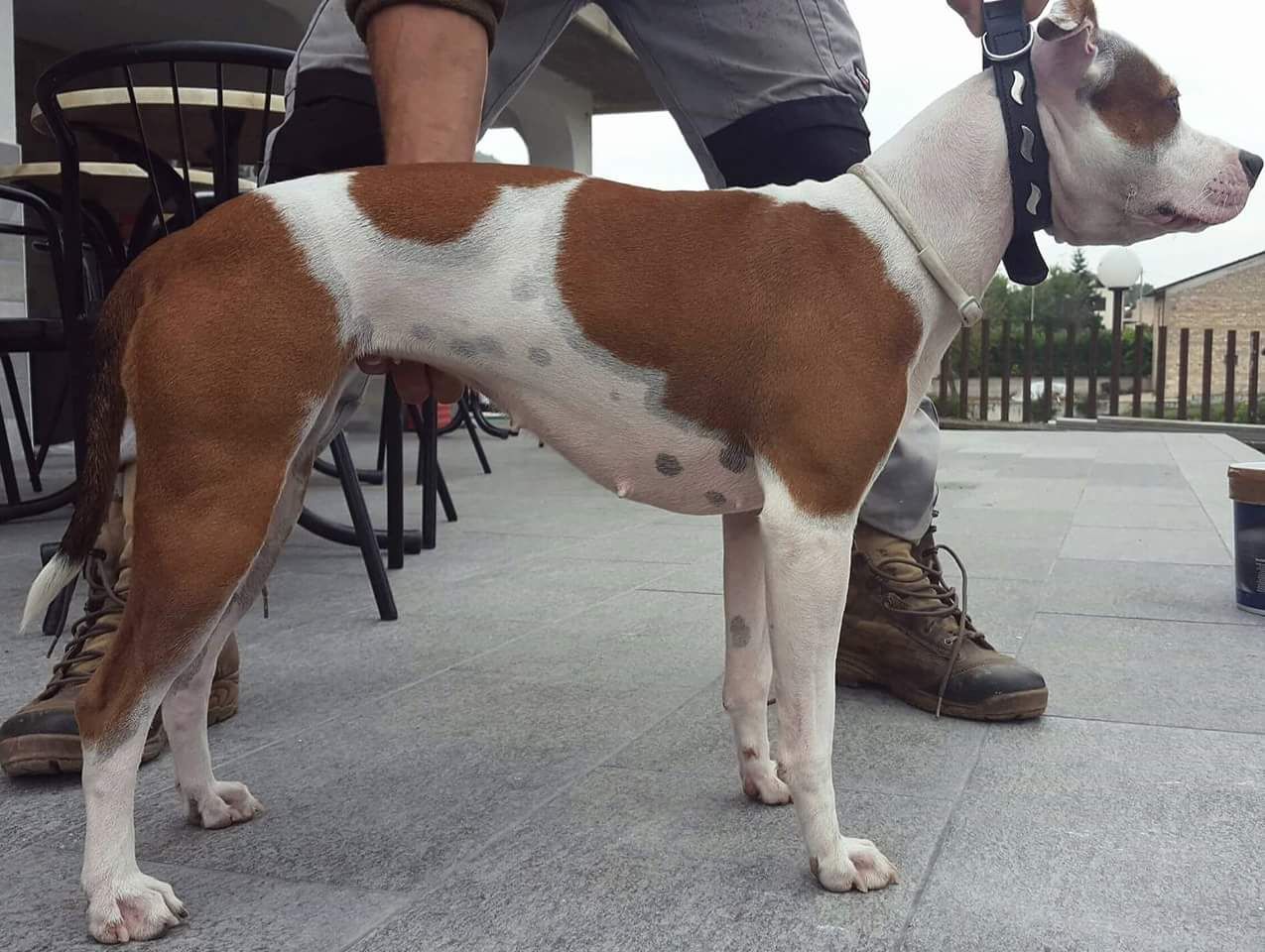 Photo of the dog