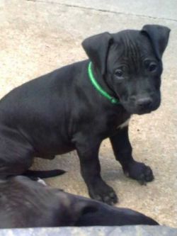 Photo of the dog
