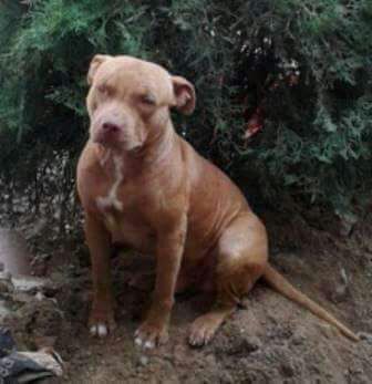 Photo of the dog