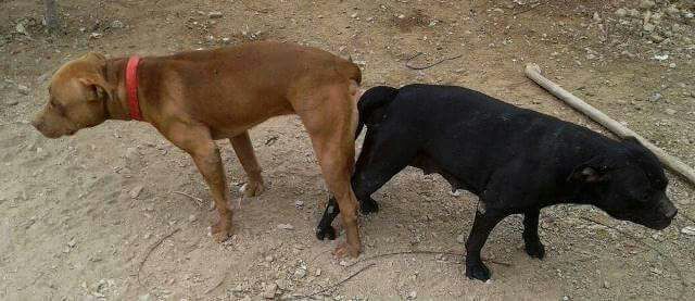 Photo of the dog
