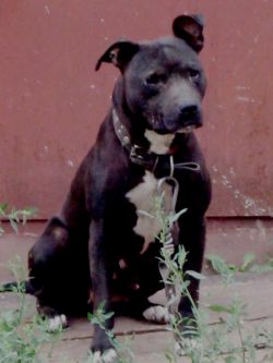 Photo of the dog
