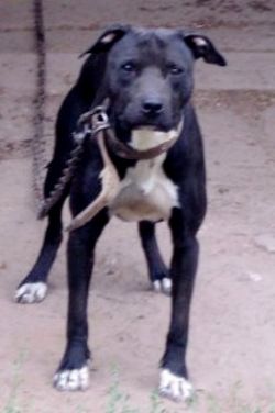Photo of the dog