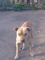Photo of the dog