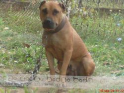 Photo of the dog
