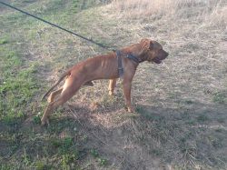 Photo of the dog