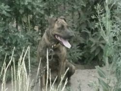 Photo of the dog