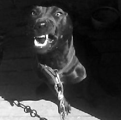Photo of the dog