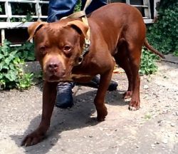 Photo of the dog