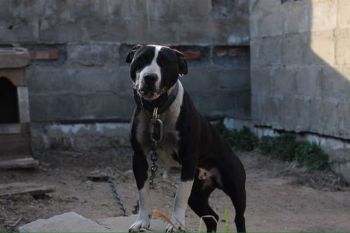 Photo of the dog