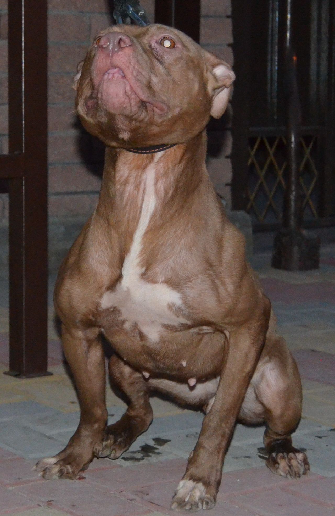 Photo of the dog