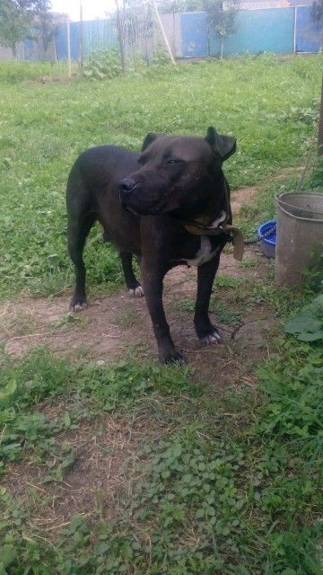 Photo of the dog