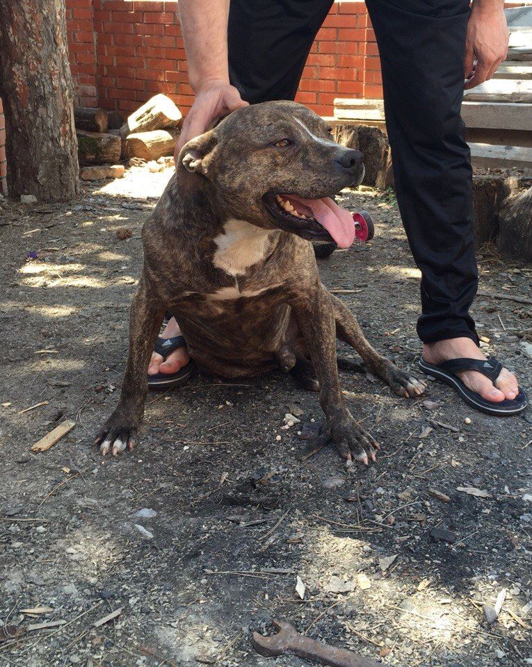 Photo of the dog