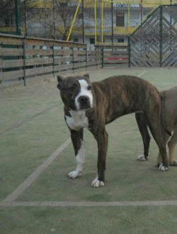 Photo of the dog
