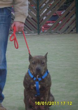 Photo of the dog