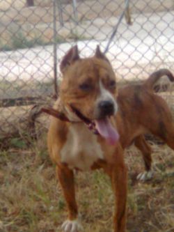 Photo of the dog