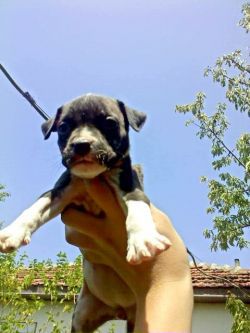 Photo of the dog