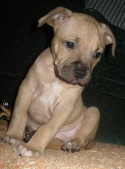 Photo of the dog