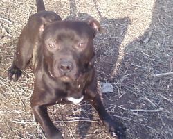 Photo of the dog