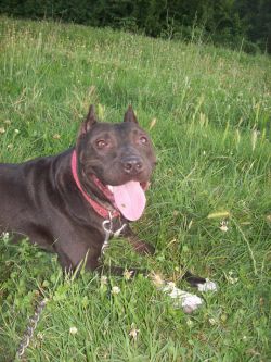 Photo of the dog