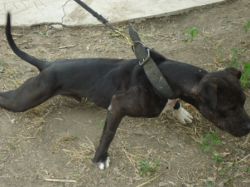 Photo of the dog