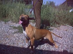 Photo of the dog