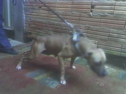 Photo of the dog