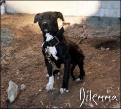 Photo of the dog