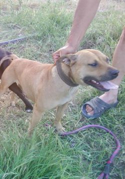 Photo of the dog