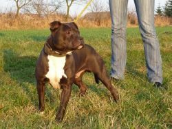 Photo of the dog