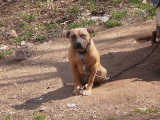 Photo of the dog