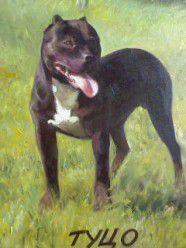 Photo of the dog