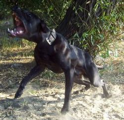 Photo of the dog
