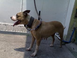 Photo of the dog