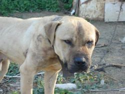 Photo of the dog