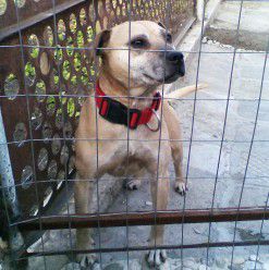 Photo of the dog