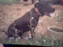 Photo of the dog