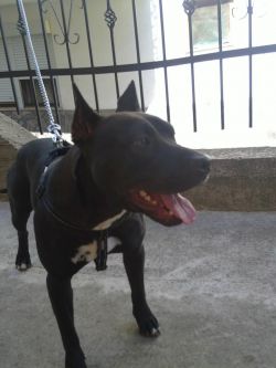 Photo of the dog