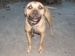 Photo of the dog