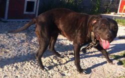 Photo of the dog