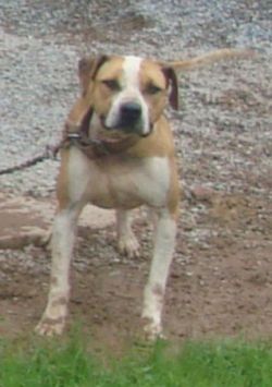 Photo of the dog