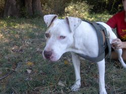 Photo of the dog