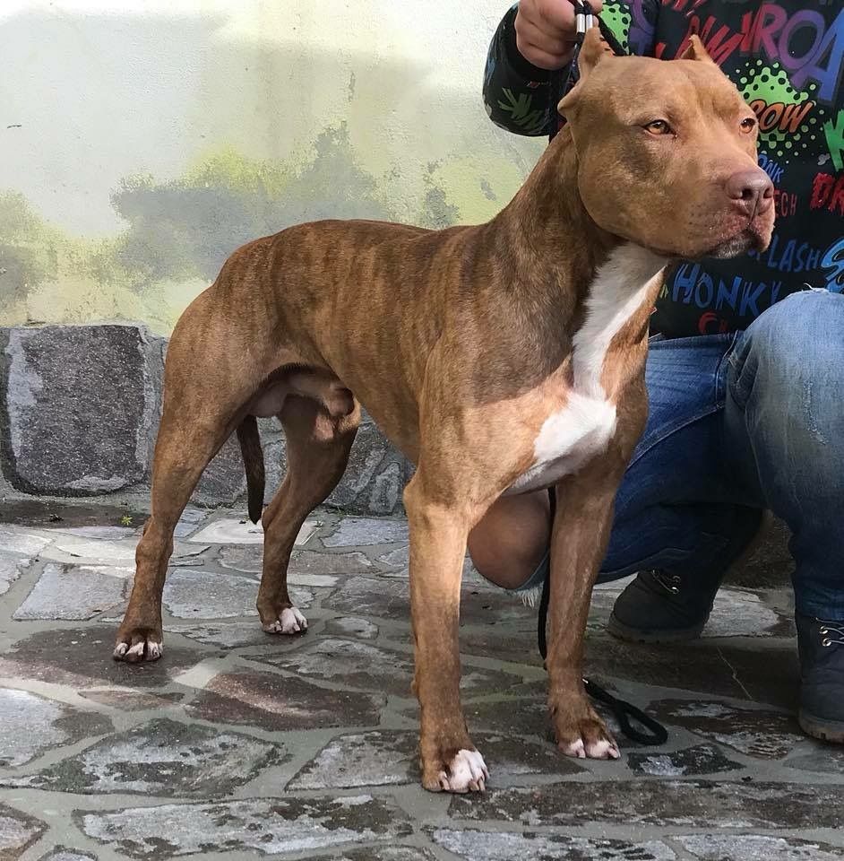 Photo of the dog