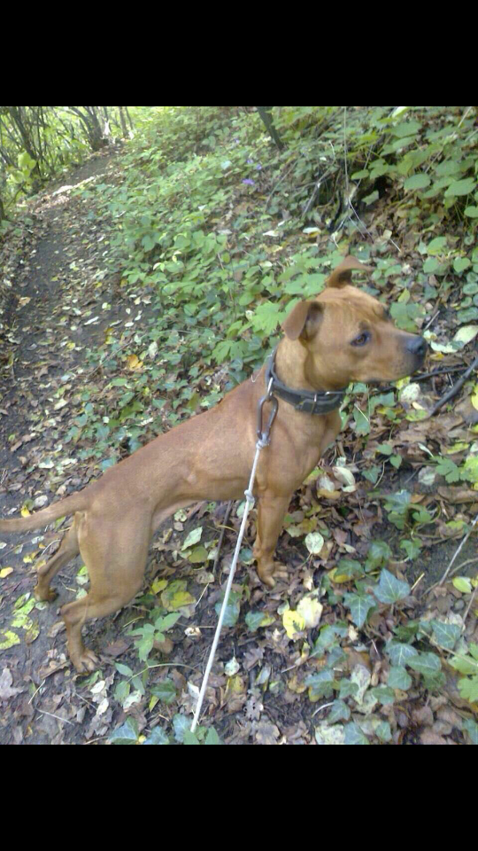 Photo of the dog
