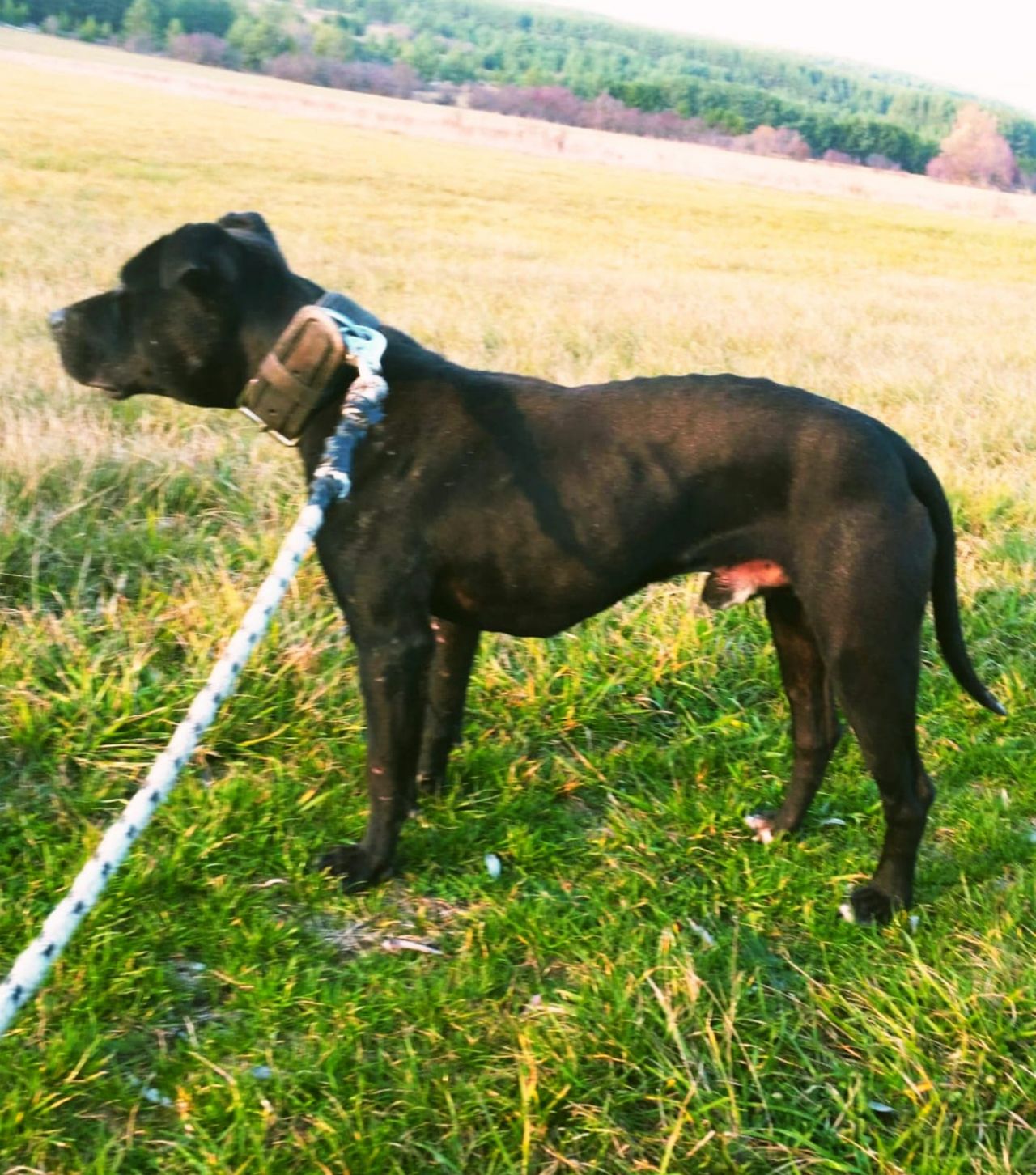 Photo of the dog